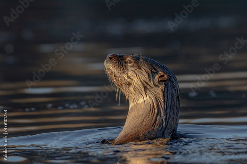 Otter Profile