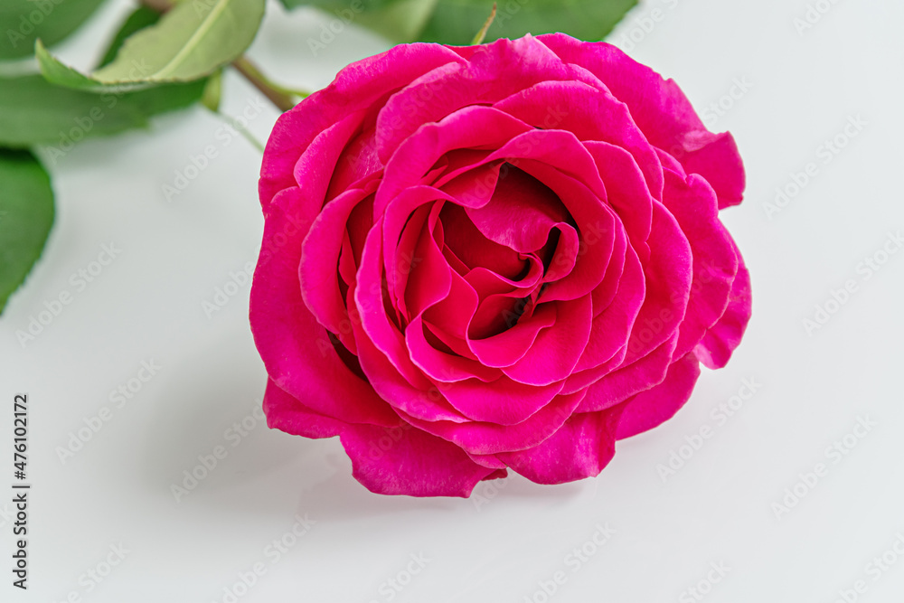 red rose on a light glass surface close up red rose on a light glass surface close up