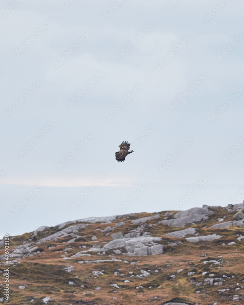 A sea eagle soars over the Scottish mountains A sea eagle soars over the Scottish mountains
