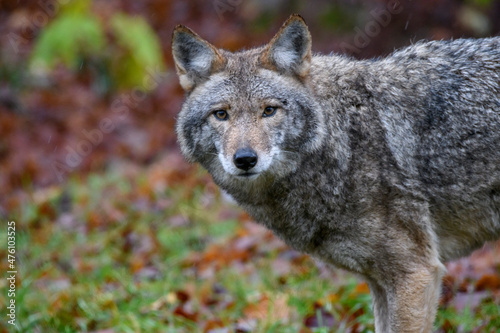 Timber Wolf