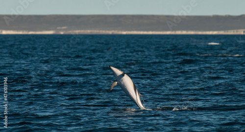 Dolphin Jump  Patagonia