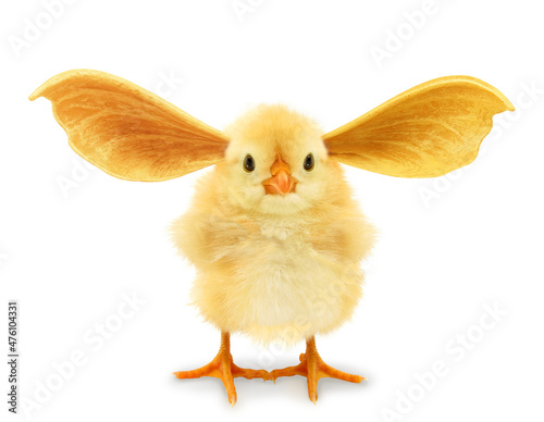 Crazy chick with ridiculous mutant gmo ears. Funny baby animals concept