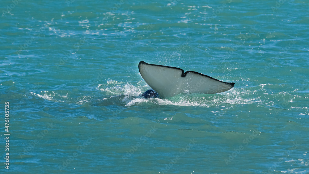 Fototapeta premium Killer whale tail on surface,Peninsula Valdes, Patagonia Argentina