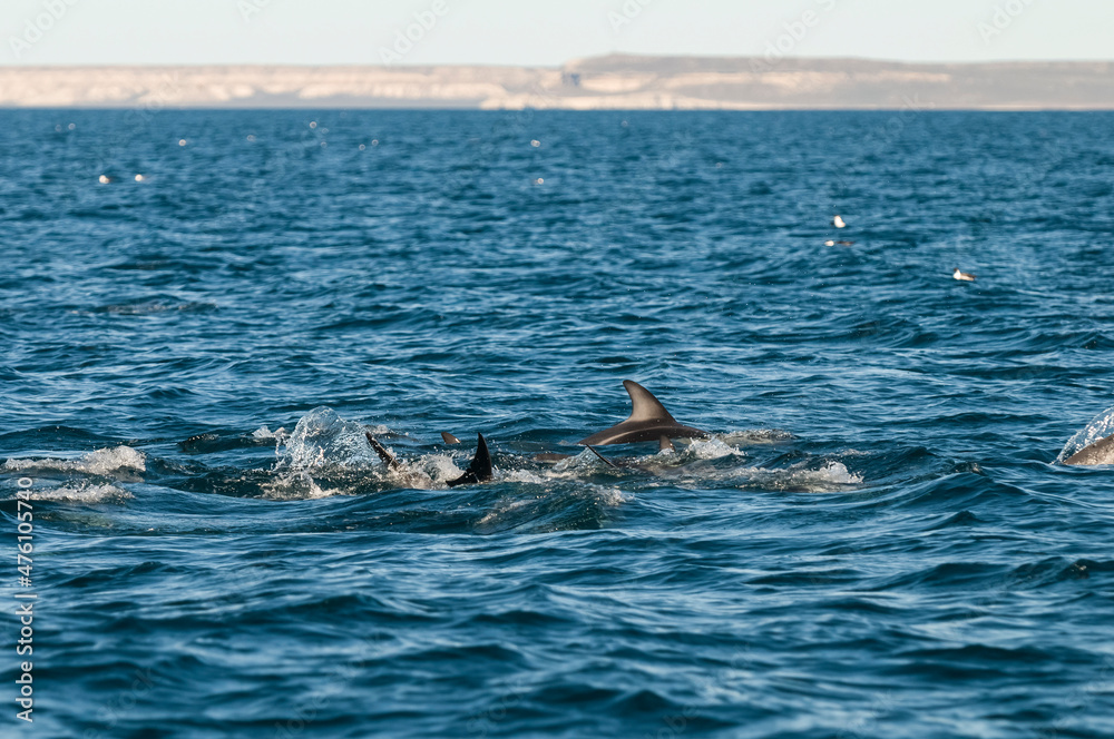 Fototapeta premium Dolphin Jump in front Puerto Madryn, Patagonia