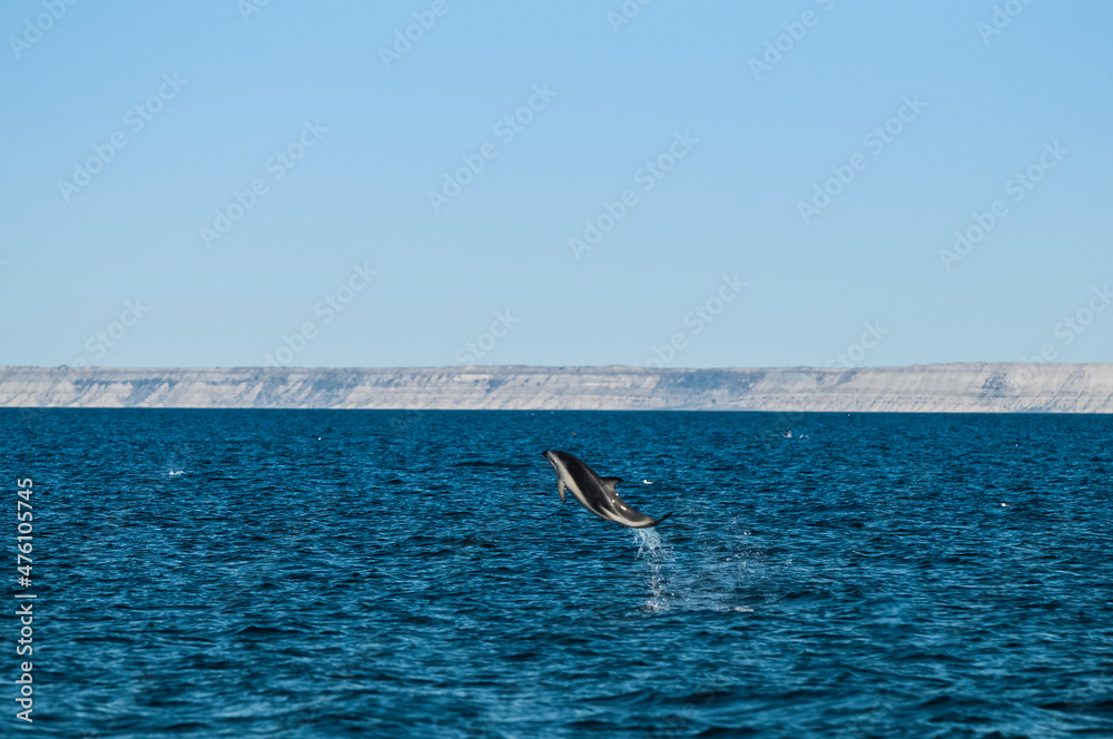 Dolphin Jump in Peninsula Valdes, Patagonia,Argentina