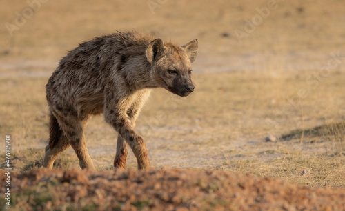 A hyena in Africa 