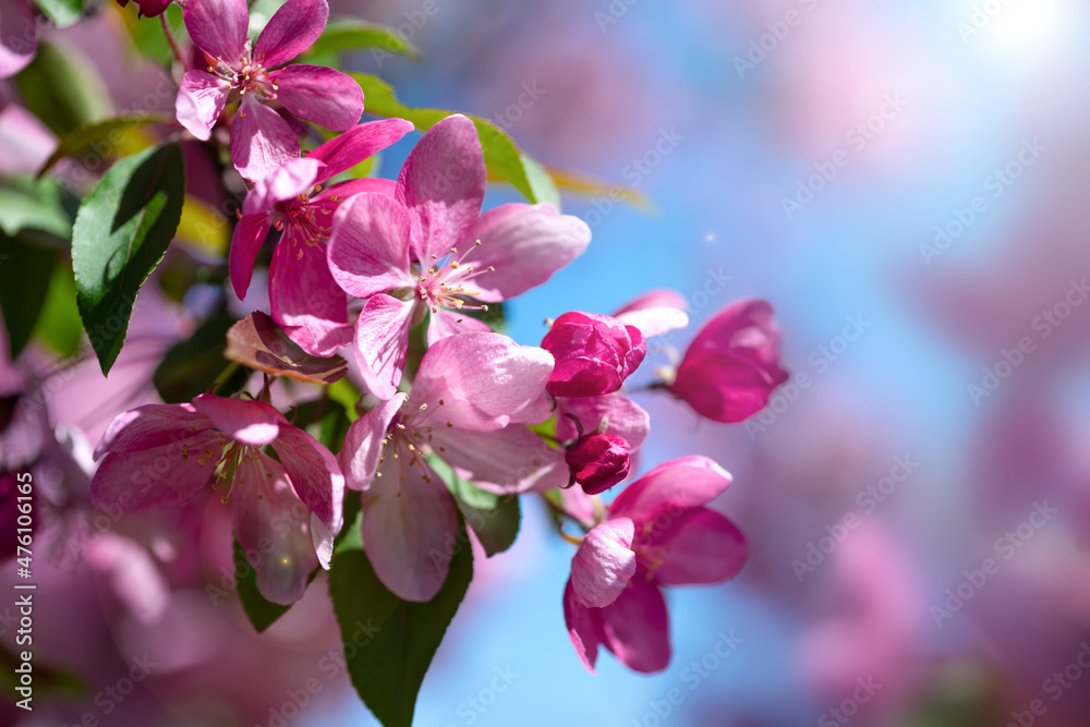 Fototapeta premium Blooming cherry with pink petals in spring on a sunny day close up.