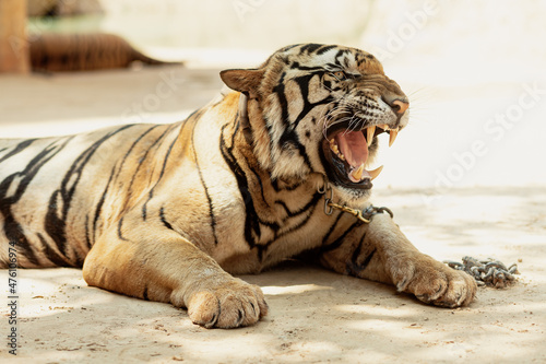 Close-up profile of a tiger who roars, Kanchanabury, Thailand photo