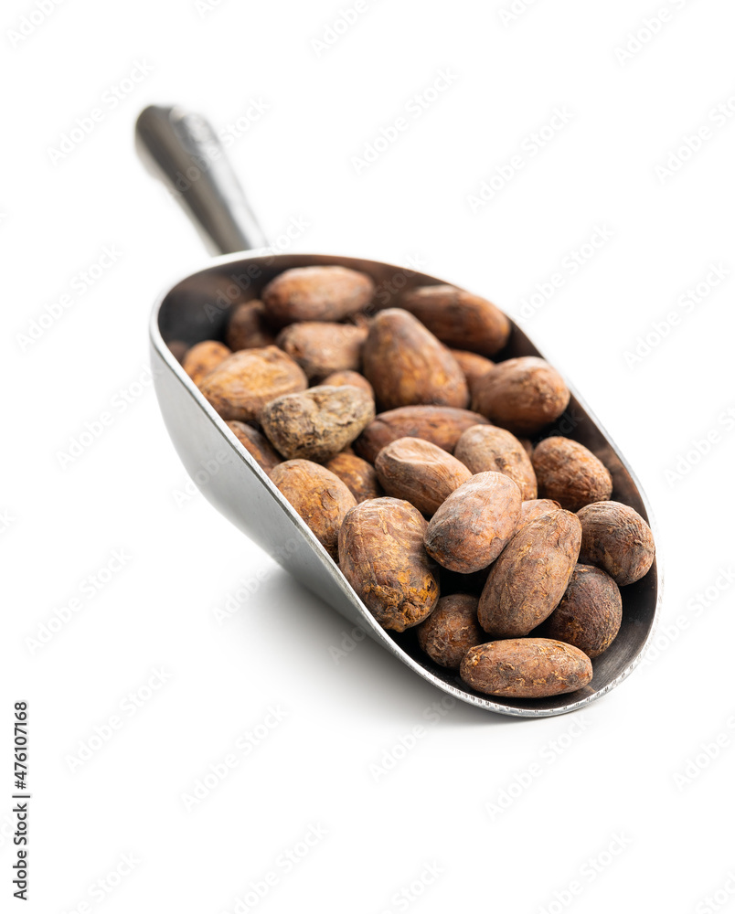 Dried cocoa beans in metal scoop Dried cocoa beans in metal scoop