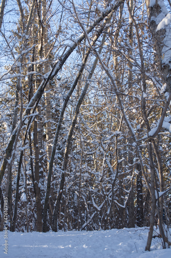 Fototapeta premium Winter Scenery on a Hiking Trail
