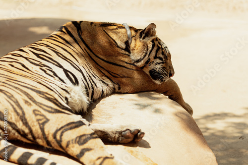 Close-up of a sleeping tiger, Kanchanabury, Thailand photo