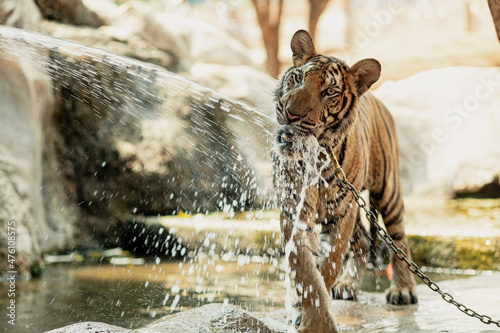 Photography Tiger on chain drinks water in Tiger Canyon in Kanchanaburi, Thailand