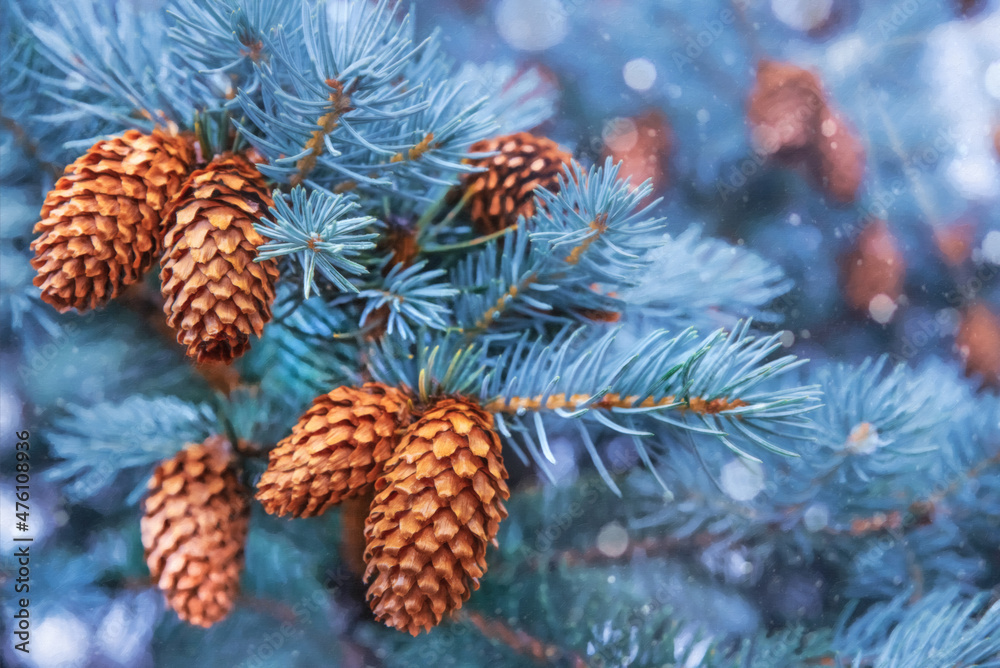 Blue spruce branches with cones, close-up. New Year concept, winter background. Pine branches with cones. Christmas tree branches with cones.