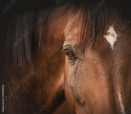 Horse portrait. The head of a beautiful bay horse. Close up photo. Dark background. Mane  expressive eye. Full frame