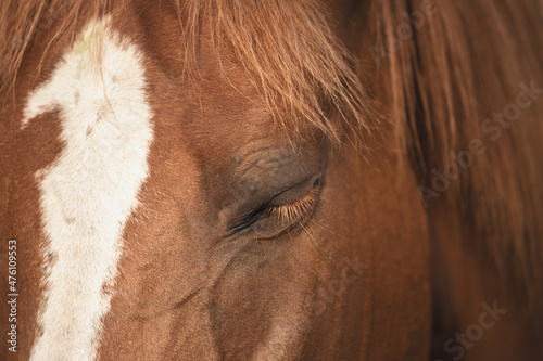 Horse head portrait, detail close up. A beautiful bay, brown, relaxed horse. No stress