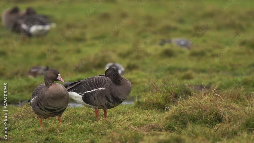 Two greater white-fronted geese (Anser albifrons) with Eurasian wigeons Two greater white-fronted geese (Anser albifrons) with Eurasian wigeons