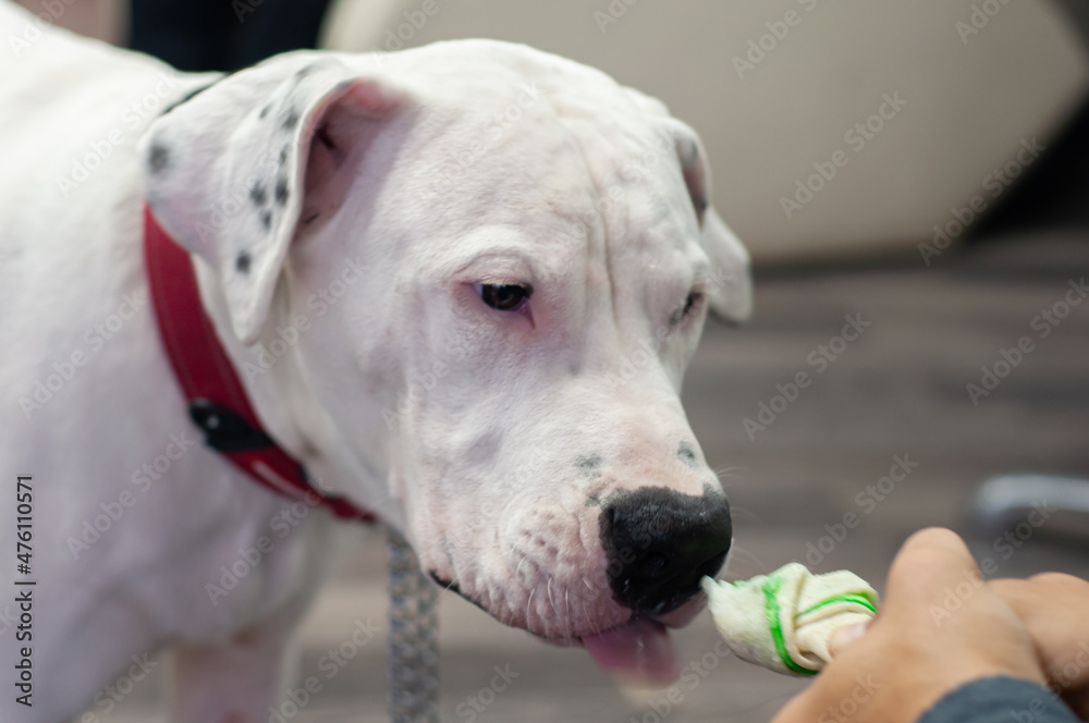 White dog. Dogo Argentino playing with rubber toy. Dog playing with its owner, pulling a toy