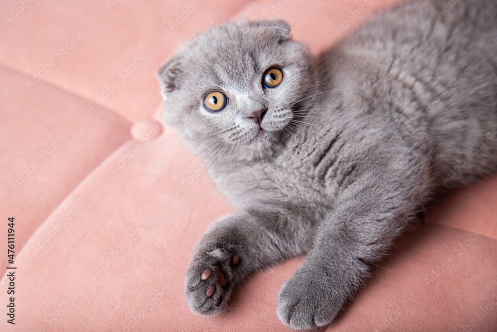  portrait of British short-haired eared grey cat sitting on a pink couch and looking at camera. kitten with bright eyes and fluffy hair at home.