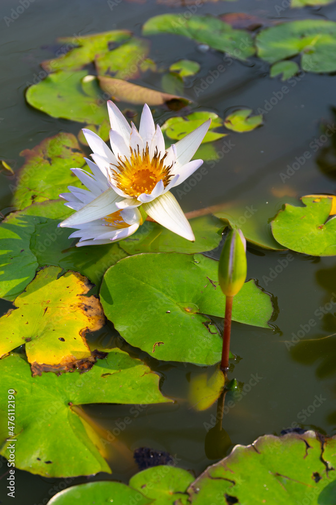 weiße Seerose weiße Seerose