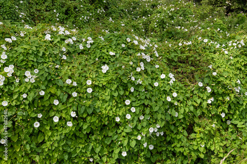 Hedge bindweed (calystegia sepium) flowers photo
