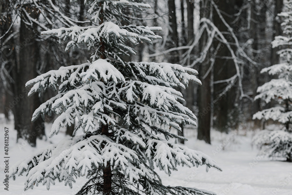 Green fluffy spruce in a snowy forest Green fluffy spruce in a snowy forest