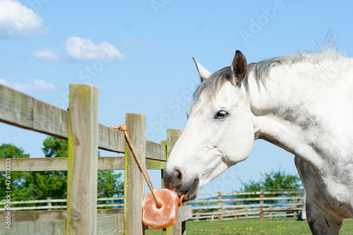 Close up shot of grey horse enjoying a salt lick which is tied to the fence in its field, the salt minerals and vitamins ensure animals stay healthy and fit.