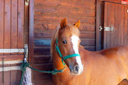 Close up shot of beautiful chestnut pony tied up on stable yard on summers day.