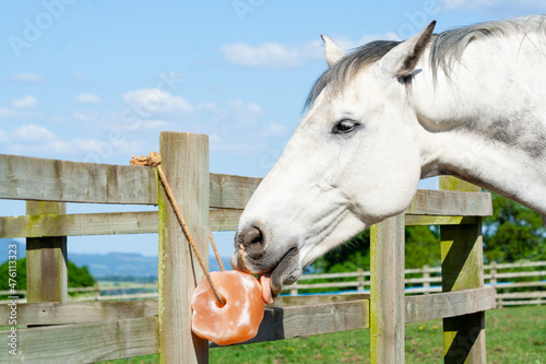 Close up shot of horse licking a salt lick on a summers day , salt and other minerals are very important for a healthy horse. photo