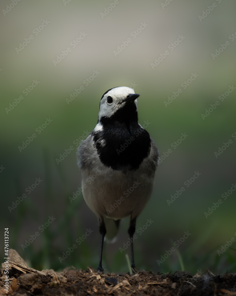 Obraz premium Wagtail