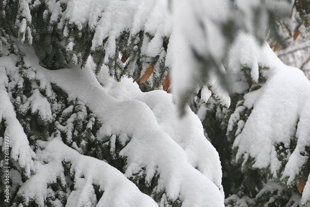 Winter landscape. Large spruce trees covered with snow, winter cyclone, snowfall.