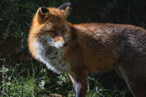 Red wild iberian fox quiet on a green forest background © jordieasy