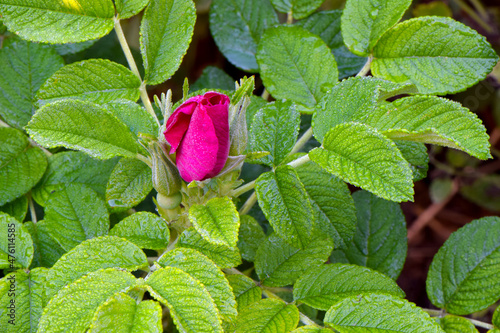 Pink Rose Green Leaf 01 photo