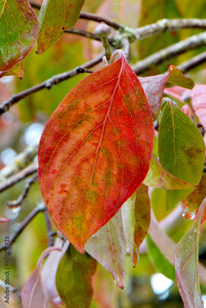 Obraz premium Dogwood Autumn Leaf 02