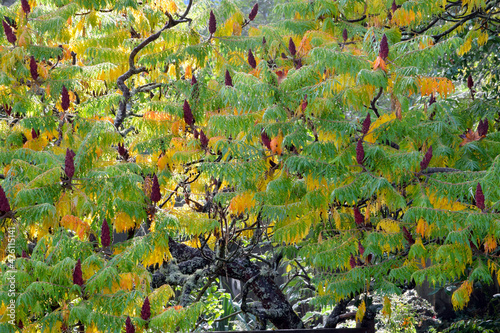 Sumac Autumn Tree