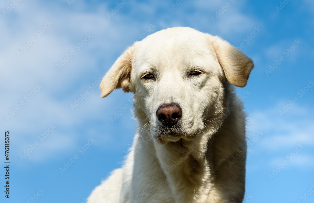 Portrait of young white dog against blue sky.