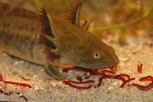 Closeup on a large larvae of the Barred tiger salamander Ambystoma mavortium with it's large gills photo