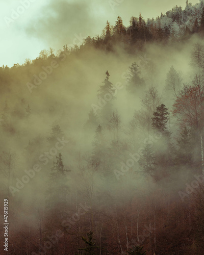 Verical shot of the fog coverig a mountainous forest photo