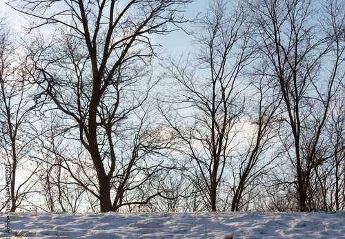 trees in winter