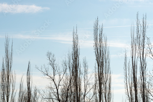Fototapeta Naklejka Na Ścianę i Meble -  trees and thinly clouded blue sky at winter solstice 