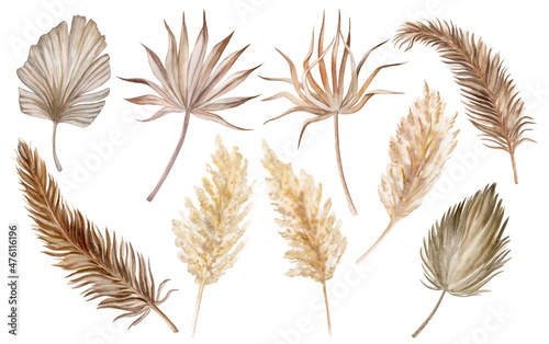 Watercolor tropical set with dry dried boho palm leaves and pampas grass. Hand painted exotic leaves isolated on white background. Floral illustration for design, print, fabric or background. photo