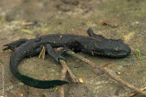 Closeup on an adult thin and starved black Chinese warty newt, Paramesotriton chinensis found in the pet-trade