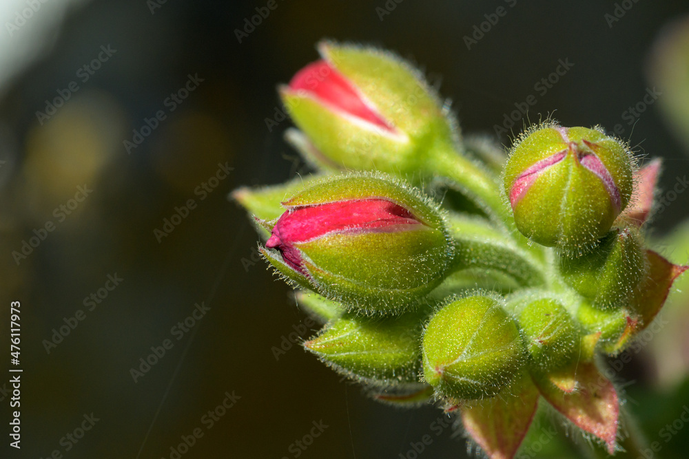 Red geranium pelargonium buds closeup Red geranium pelargonium buds closeup