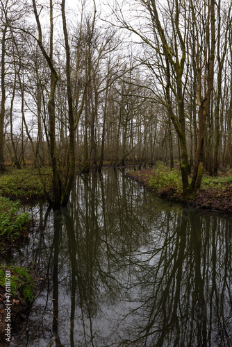 Swamp with bare tree reflections in a Flemish nature reserve