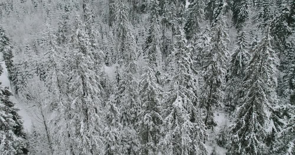Aerial view of a frozen forest with snow covered trees at winter. Drone footage. Aerial view of winter forest with a lot of snow. Thuringian forest in winter Aerial view of a frozen forest with snow covered trees at winter. Drone footage. Aerial view of winter forest with a lot of snow. Thuringian forest in winter