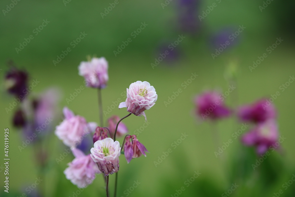 Fototapeta premium Blumen