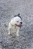 american bully dog, white and rough on stones