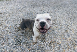 american bully dog, white and rough on stones