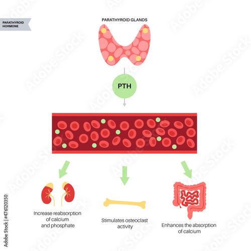 parathyroid gland anatomy