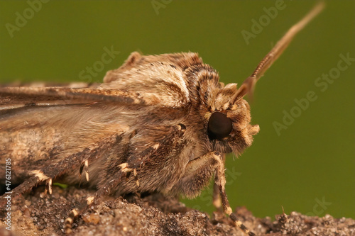 Closeup of the figure of eighty moth, Tethea ocularis, against a green background photo