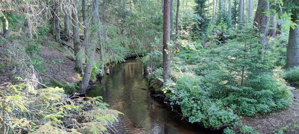 A stream in a coniferous forest. A small stream with translucent brown water due to silt and sand at the bottom. Fir-trees, pines, grasses grow on the banks of the stream. A stream in a coniferous forest. A small stream with translucent brown water due to silt and sand at the bottom. Fir-trees, pines, grasses grow on the banks of the stream.